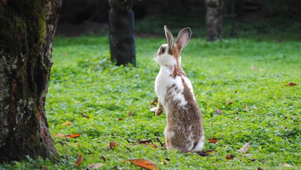 Kaninchen sind Gewohnheitstiere und kehren fast immer alleine zum Gehege zurück