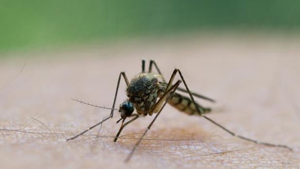 Mücken sind gefährliche Wirte von Viren