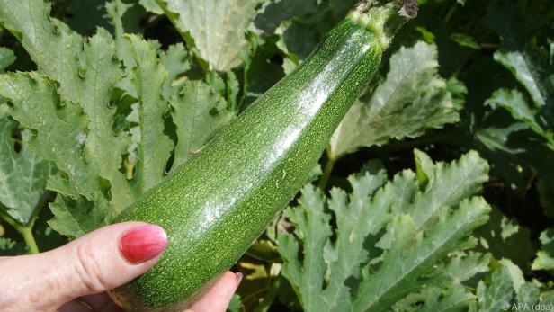 Bevor man die Zucchini verarbeitetet, sollte man sie kosten