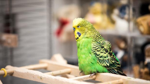 Halter können älteren Vögeln das Leben erleichtern