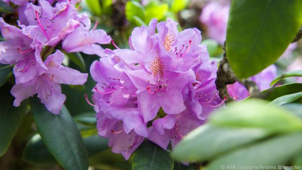 Die meisten Rhododendren schätzen sauren Boden