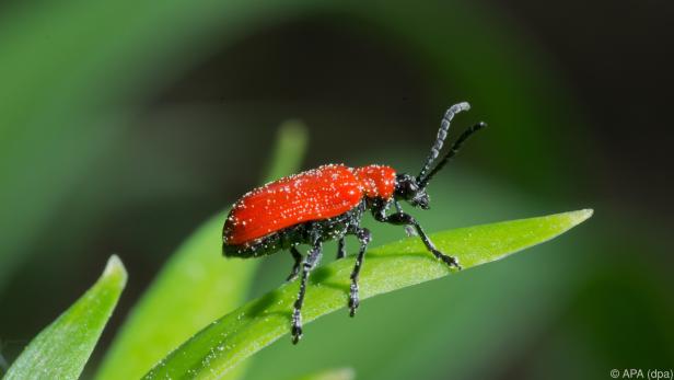 Der Lilienkäfer ist leicht zu erkennen: Er trägt ein knallrotes Kleid