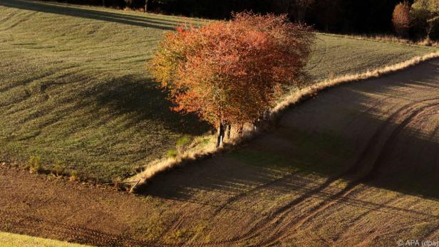 Im Herbst zeigen sich die Wälder im Dreiländereck von ihrer schönsten Seite