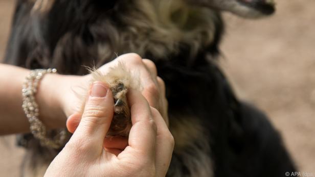 Halter sollten die Krallen ihres Hundes regelmäßig kontrollieren