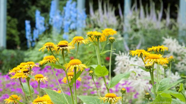 Insektenfreundliche Pflanzen sind nach wie vor ein großer Gartentrend