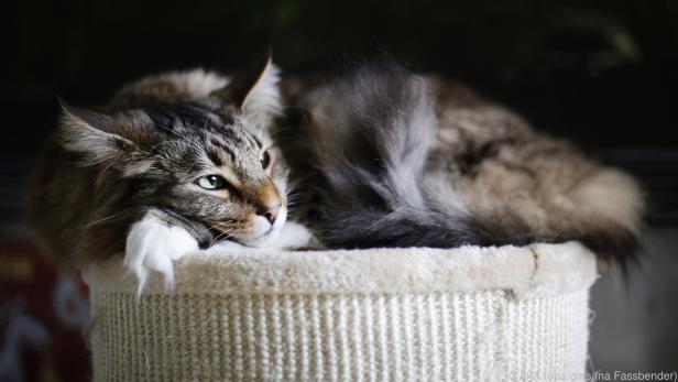 Ist eine Katze unauffällig und still, kann das Zeichen für eine Krankheit sein