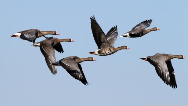 Im Herbst bevölkern unzählige Zugvögel den Himmel im Wattenmeer