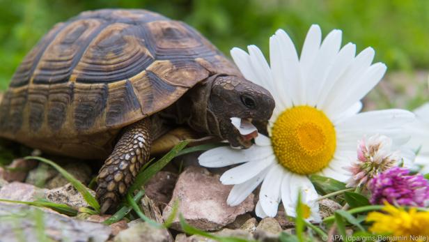 Die Ernährung der Landschildkröte sollte sich an den Jahreszeiten orientieren