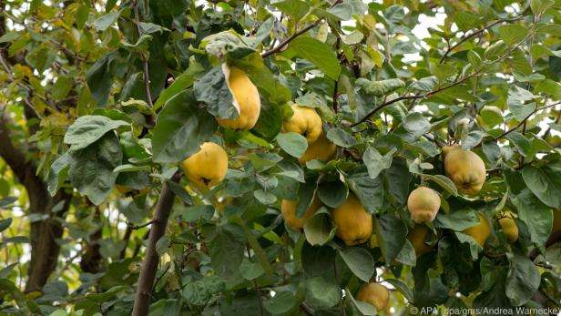 Der Quittenbaum ist sehr robust gegenüber Krankheiten und Schädlingen