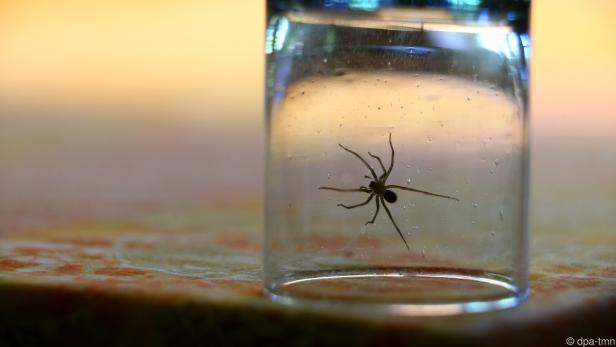 Krabbeltiere im Haus: Gartenbesen wird zur Falle für Spinnen