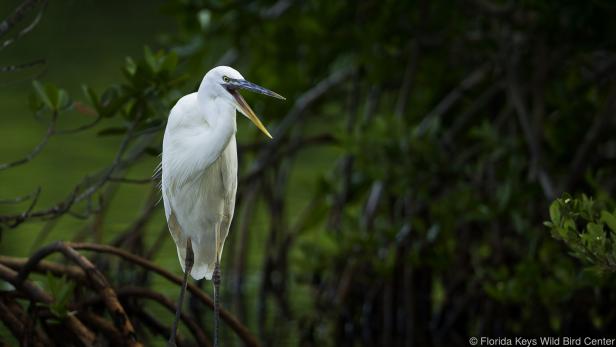 Das Besucherzentrum informiert über die Natur in den Florida