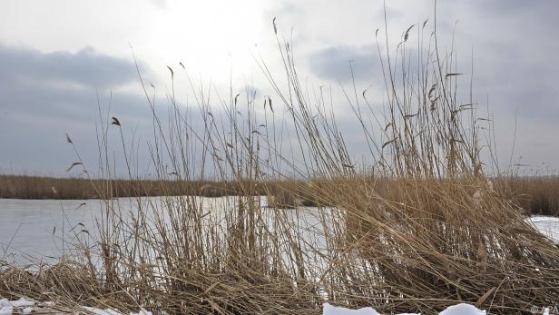 Im Jänner kann man ausgedehnte Fußtouren rund um den Neusiedler See unternehmen