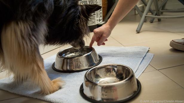 Eine gute Orientierung für Hunde sind feste Orte für Wasser- und Futternapf