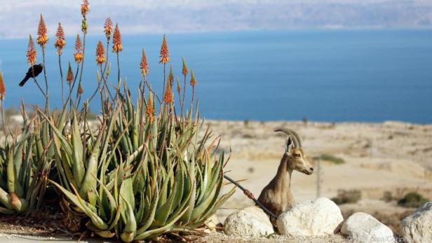 Zu den Sehenswürdigkeiten gehört auch das Naturreservat En Gedi am Toten Meer