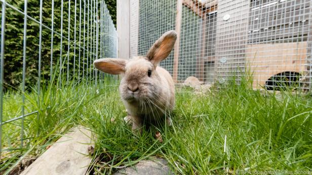 Kaninchen brauchen ausreichend Fläche zum Hoppeln