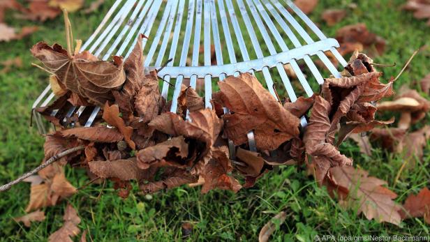 Im Herbst sollten Hobbygärtner regelmäßig das Laub vom Rasen entfernen