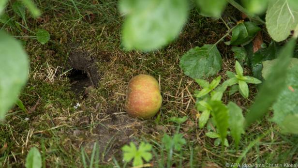 Loch als Alarmsignal: Wer Mäuse im Obstgarten hat, sollte Fallobst beseitigen