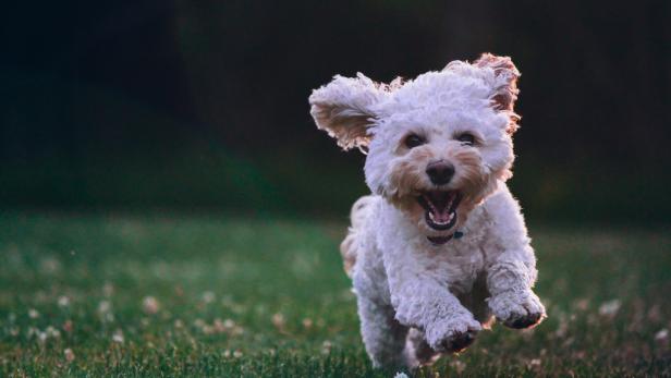 Welthundetag: Diese Videos von Hunden erwärmen euer Herz