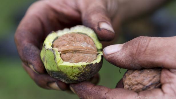 In den grünen Fruchtschalen der Nüsse können sich giftige Schimmelpilze finden