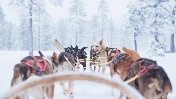 Hundeschlitten statt Transferbus in der schwedischen Skiregion Sälen