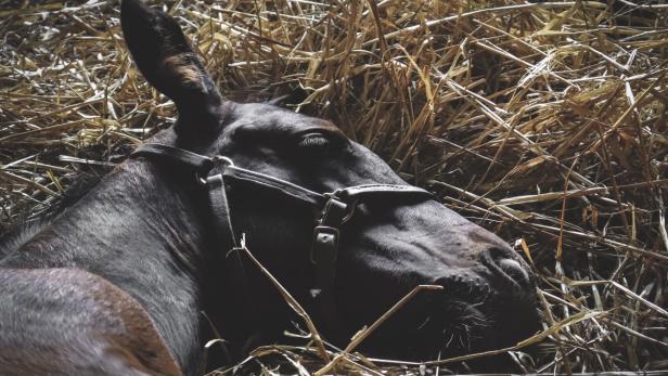 Ein Pferd stellt sich tot, wenn es jemand reiten möchte – und geht viral