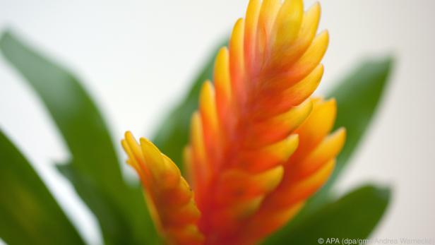 Bromelien mögen helle Standorte, direkte Sonneneinstrahlung aber nur bedingt