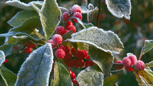 Die Amerikanische Winterbeere verliert ihr Laub im Winter