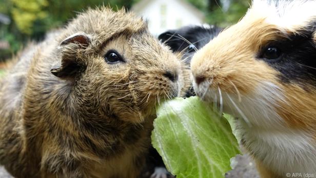 Meerschweinchen haben einen sensiblen Magen