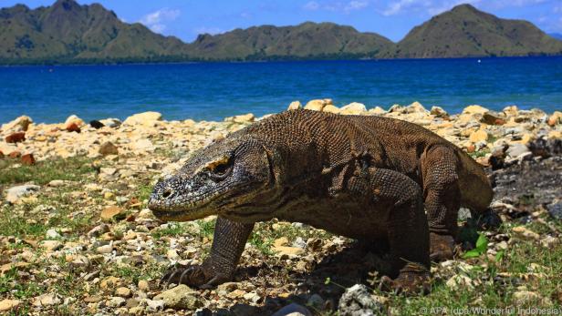 Die Komodo-Warane sind die große Attraktion im Nationalpark