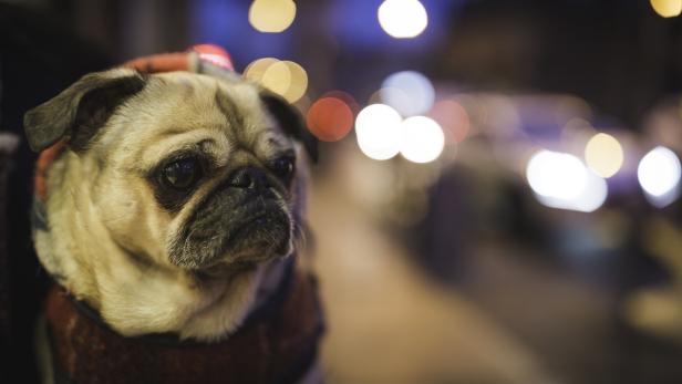 Diese Dinge sollten HundehalterInnen bei Kälte und Dunkelheit beachten