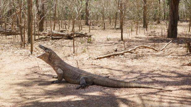 Die Komodo-Warane sind die Hautattraktion der Insel