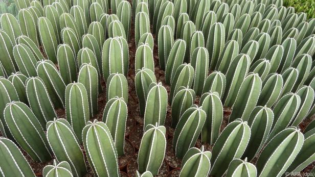 Die Sprosse des Zaunkaktus wird von mehreren Rippen gegliedert