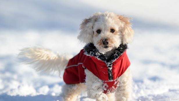 Ein Mantel gegen die Kälte: Vor allem kleine Hunde fangen schnell an zu frieren