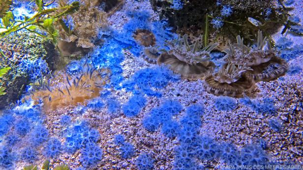 Die Jungtiere von der Größe einer Euromünze sind leuchtend blau