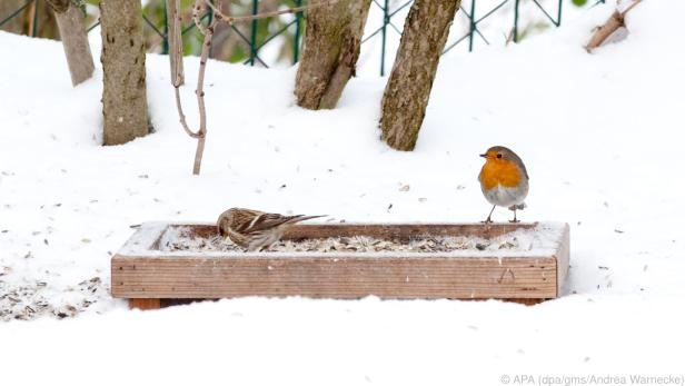 Vögel freuen sich im Winter über angebotene Körner an einem festen Futterplatz