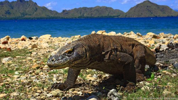 Komodo-Warane sind die größten Echsen der Welt - sie zu besuchen wird teuer