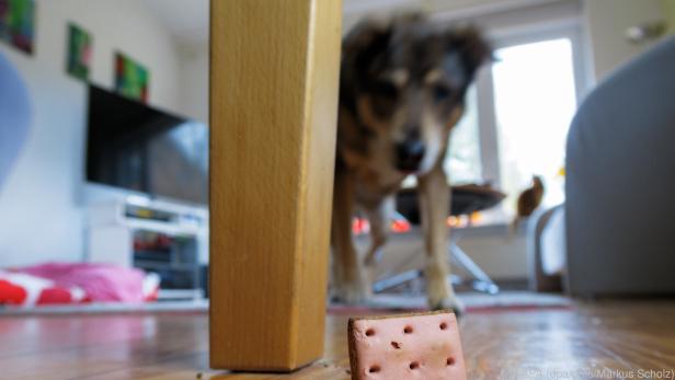 Mit dem Leckerli-Suchspiel langweilt sich der Hund in der Wohnung nicht