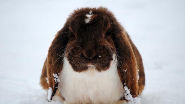 Ein Kaninchen im Außengehege braucht im Winter mehr Futter als sonst