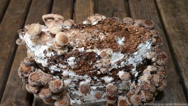 Steriles Buchensägemehl ist für Edelpilze wie Shiitake ideal