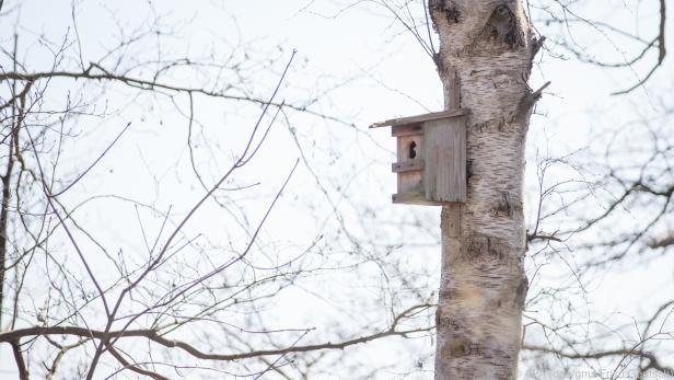 Nistkästen sind im Winter ein beliebter Unterschlupf für andere Tiere