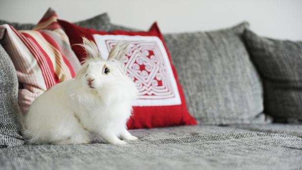 Kaninchen sind reinliche Tiere