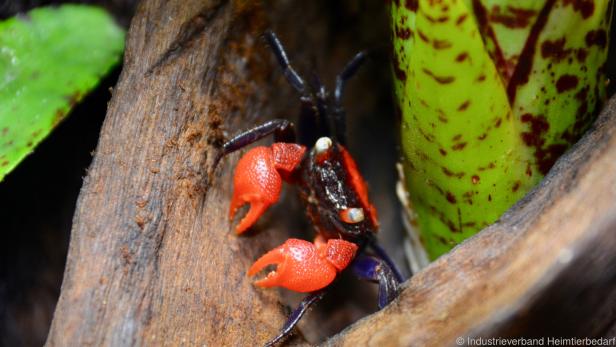 Für Vampirkrabben eignet sich ein Terrarium mit hoher Bodenwanne