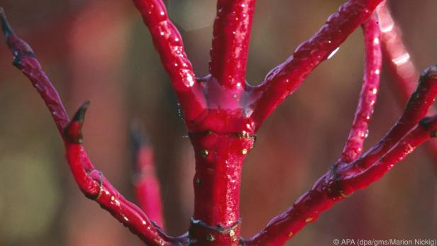 Der Hartriegel bringt durch seine rote Rinde Farbe in den Wintergarten