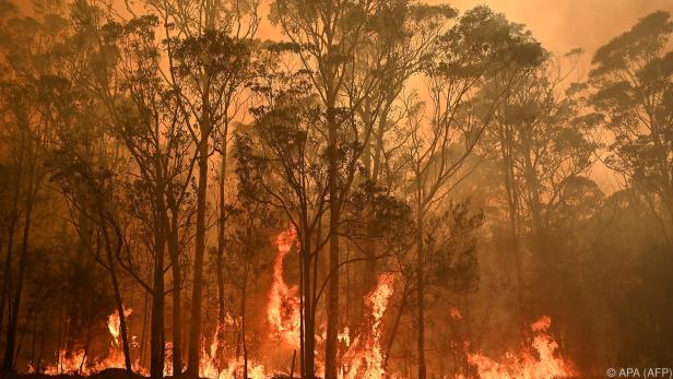 Ätherische Öle in Eukalyptus-Bäumen wirken als Brandbeschleuniger