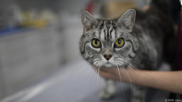 Bei einer großen Wunde heißt es ab zum Tierarzt