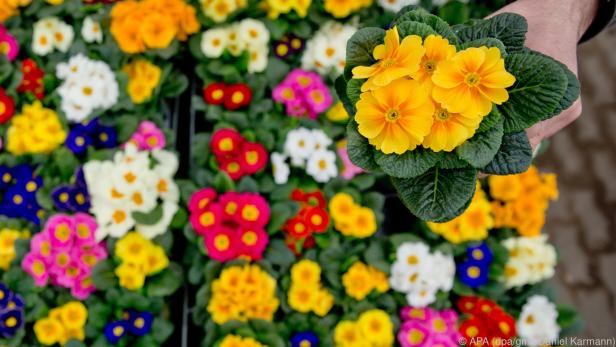 Die Blüten der Primeln sind farbenfroh, mit einem gelben Auge in der Mitte