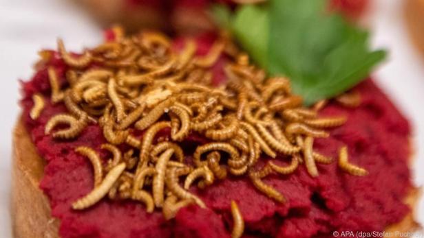 Buffalowürmer passen als Topping auf ein Brot mit Rote-Rüben-Hummus