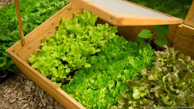 Auch im Winter können Hobbygärtner schon jungen Salat ziehen und ernten