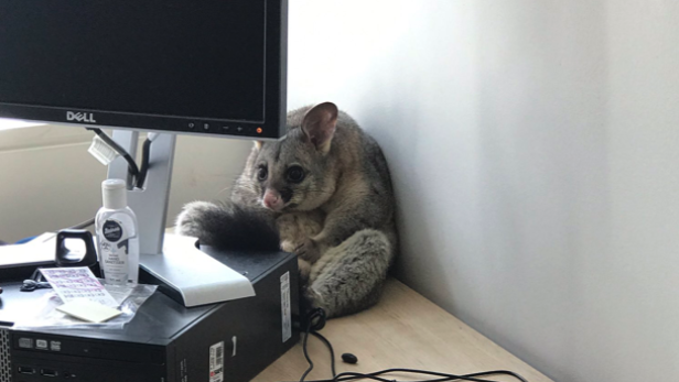 Ein zuckersüßes Possum demoliert ein Büro und geht viral