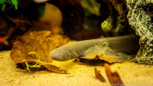 Mit ihrem schlanken Körper sieht die Schwimmwühle aus wie ein Aal